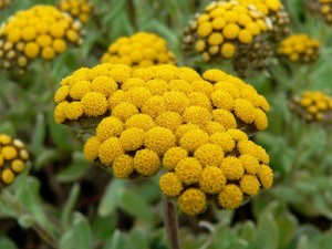 Helichrysum Essential Oil for hearing loss, tinnitus and ear healing