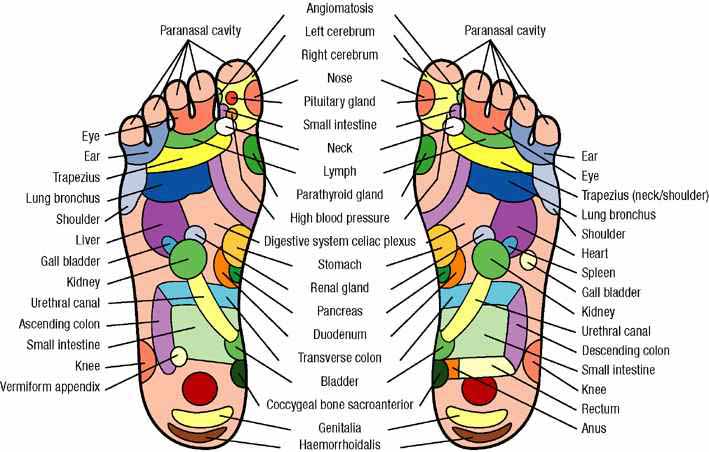 reflexologychart